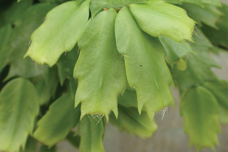 June Pinching Improves Flowering Potential