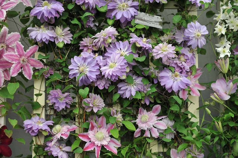 Young Plant Syndrome