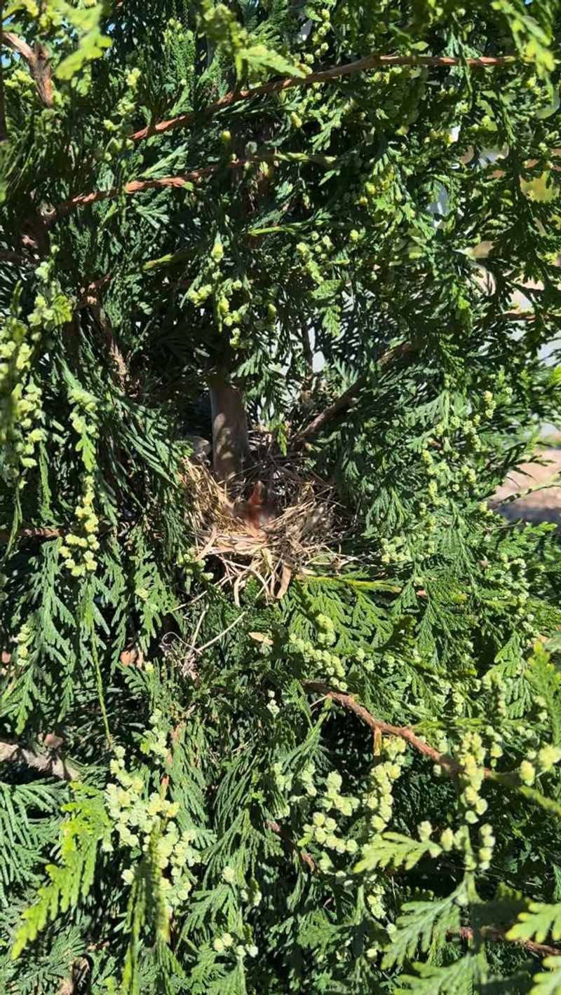 Cultivate Dense Shrubs and Trees for Shelter