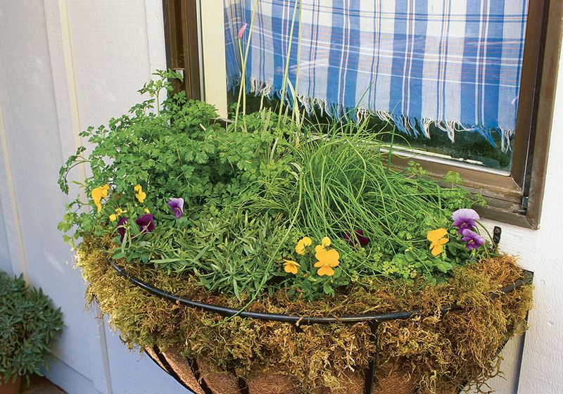 Give tender foliage cool, sheltered light