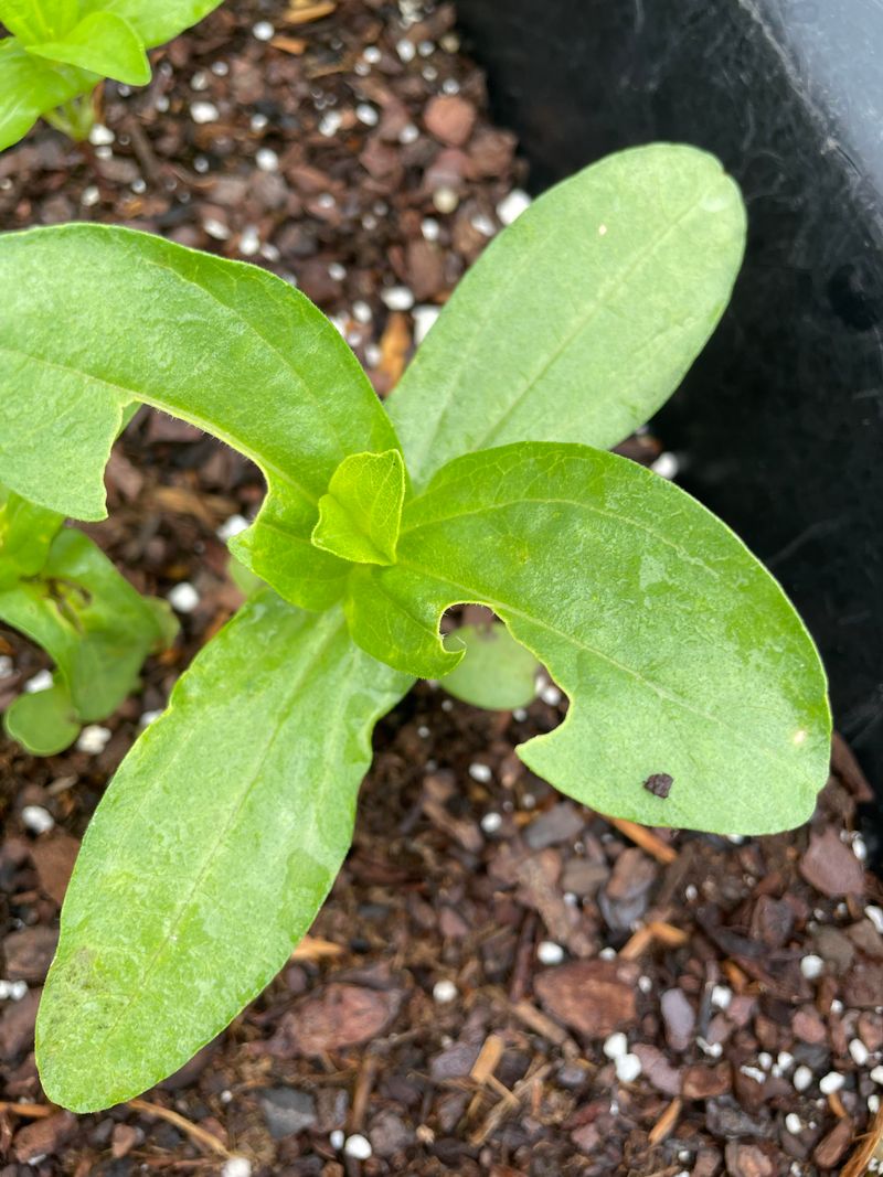 Chewed, Ragged Leaf Holes
