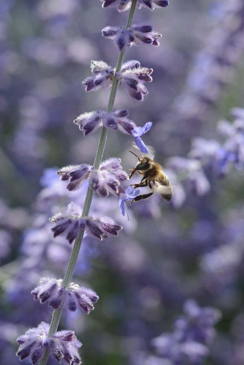 Russian Sage