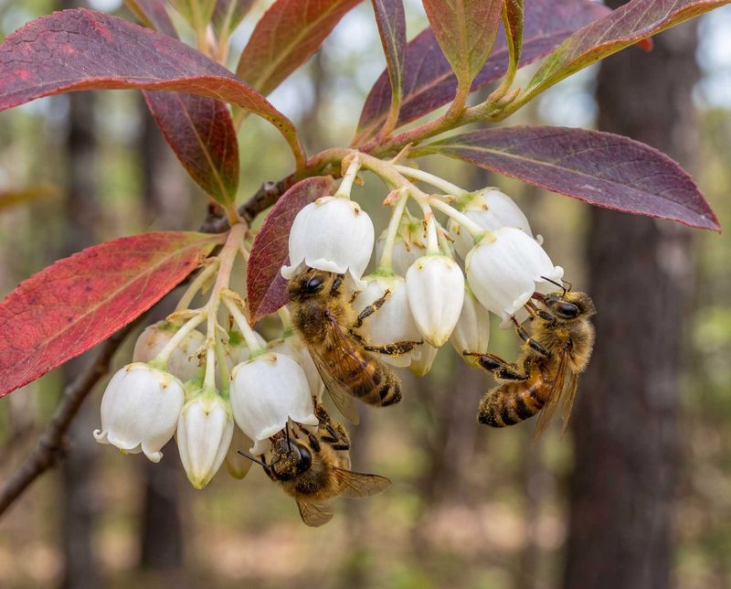 Sourwood suits a smaller scale but changes the goal