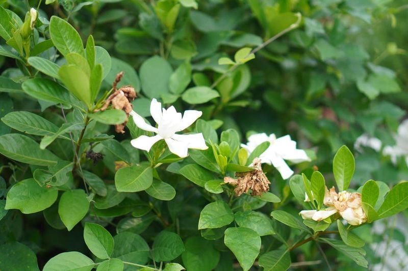 The Real Early-Fall Rule: Stop Routine Pruning