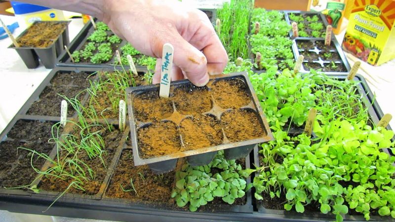 Cinnamon to Guard Seedlings from Damping Off
