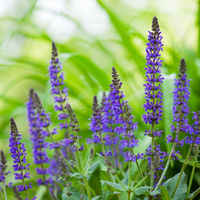 Salvia