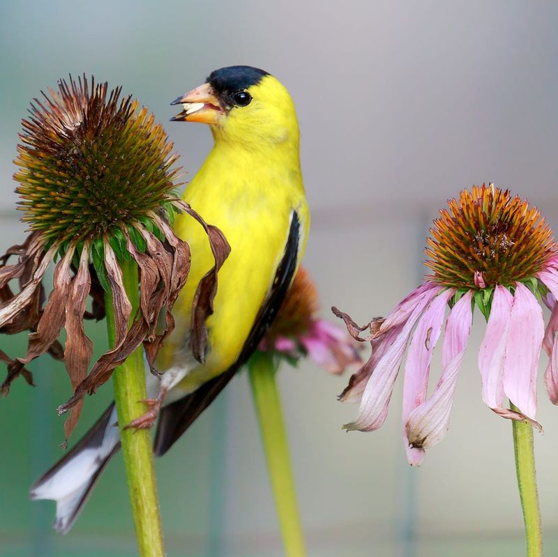Coneflower