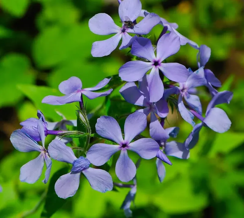 Woodland Phlox (Phlox divaricata)