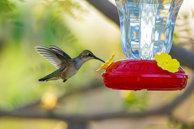 Using the Wrong Nectar Recipe or Harmful Additives