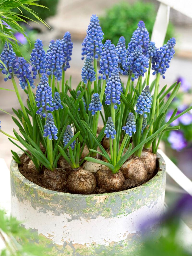 Muscari (Grape Hyacinth)