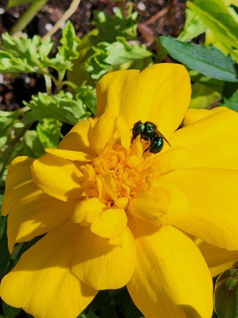 Boosts Pollination for Fruiting Vegetables