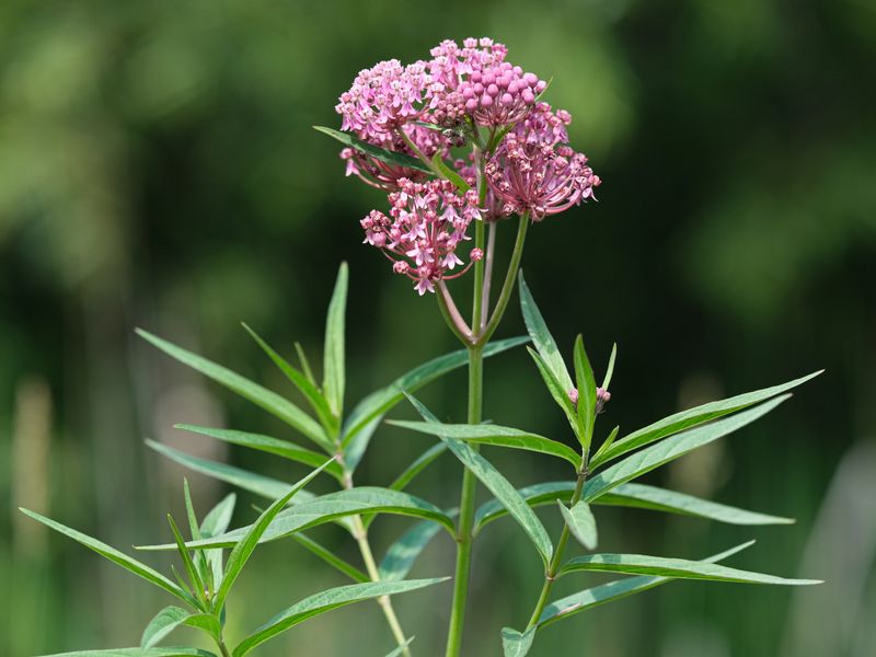 Swamp Milkweed (Asclepias incarnata)