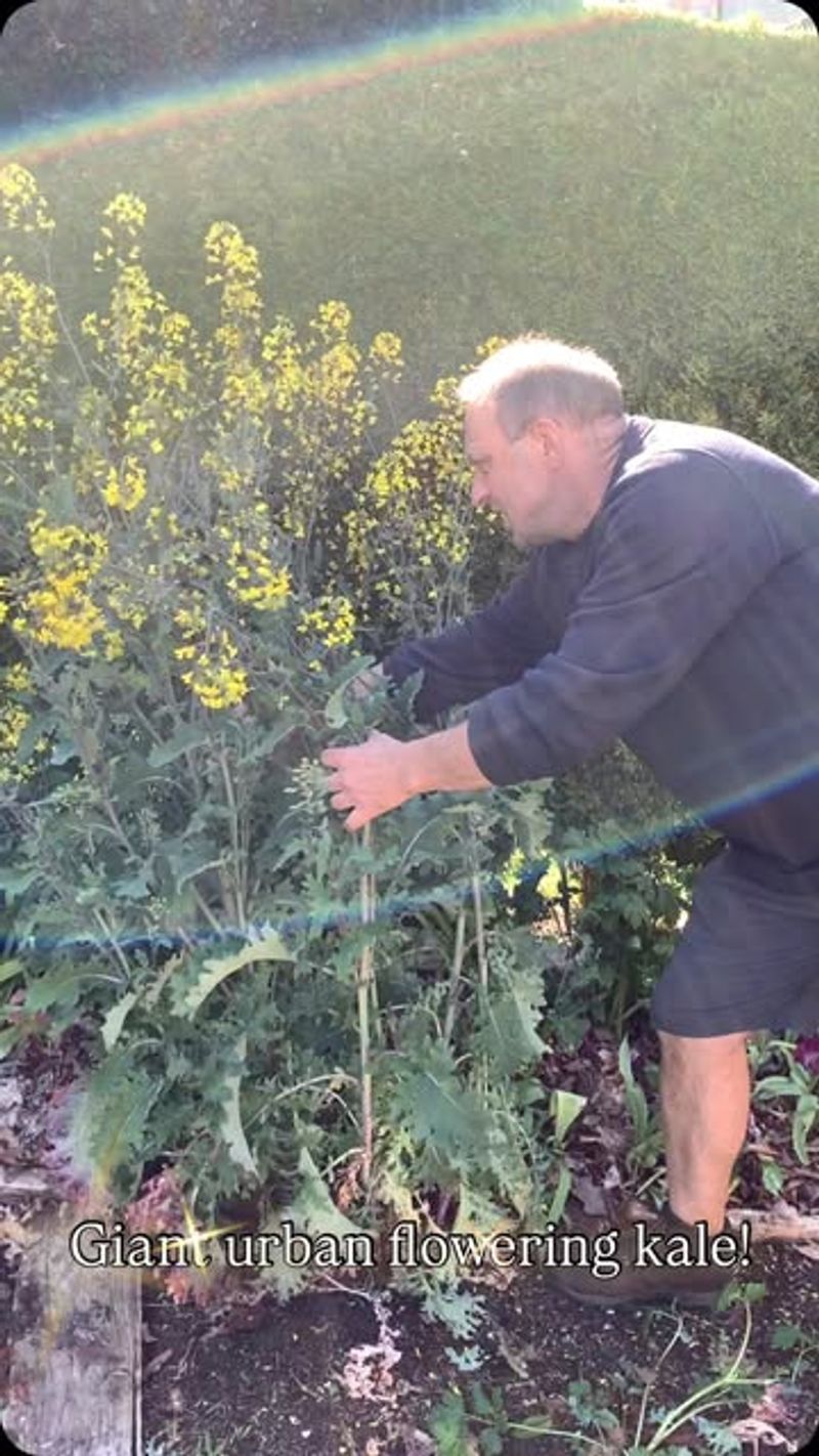 Look for flowers, not height, when diagnosing bolting