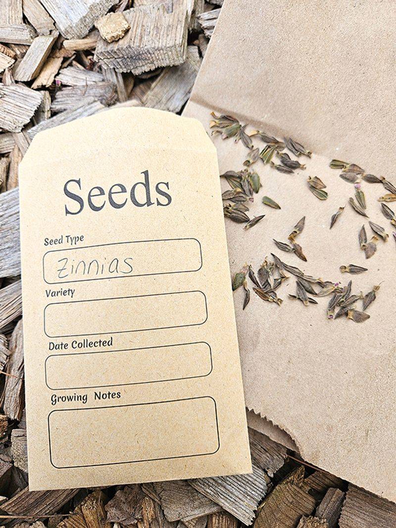 Store Your Zinnia Seeds Properly