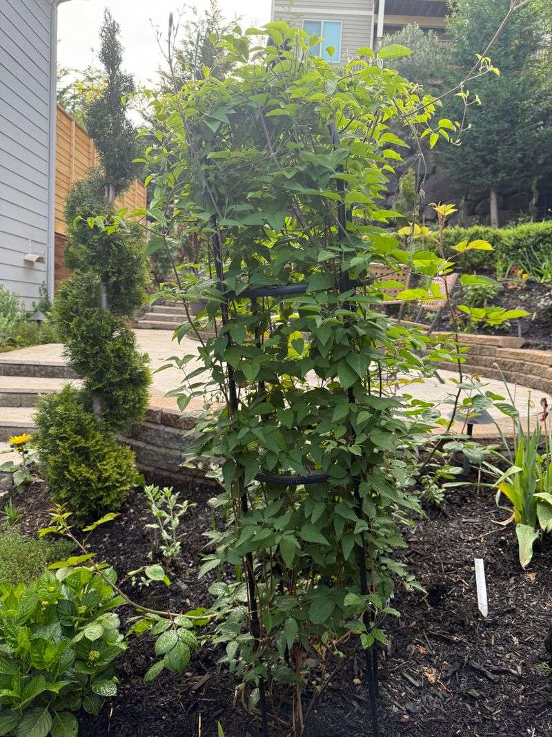 Several causes can produce a leafy clematis with few flowers