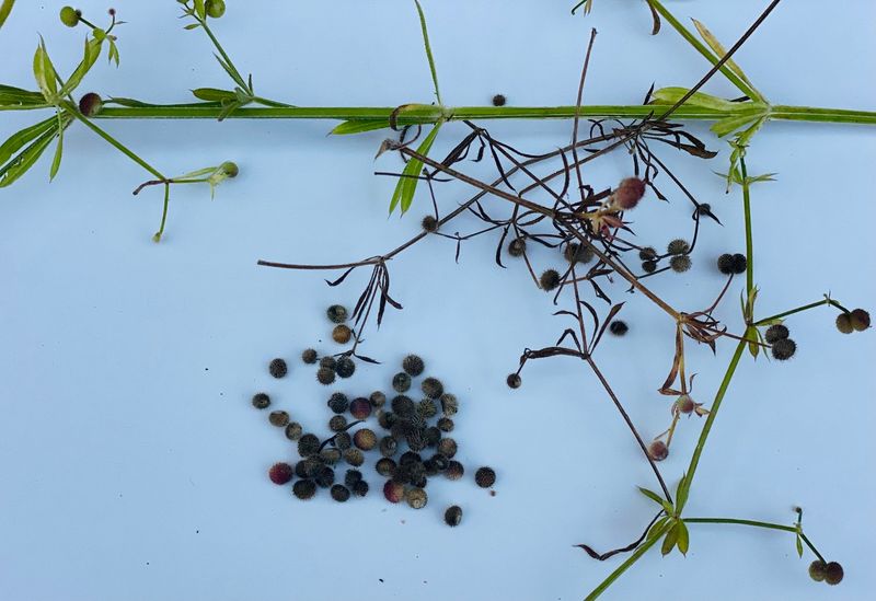 A Caffeine-Free Coffee Substitute