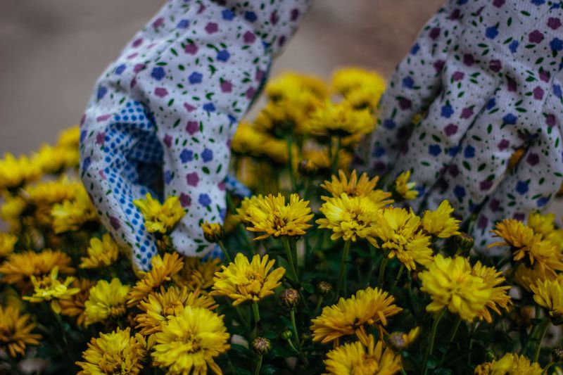 Deadheading Is Maintenance After Bloom, Not Summer Pinching