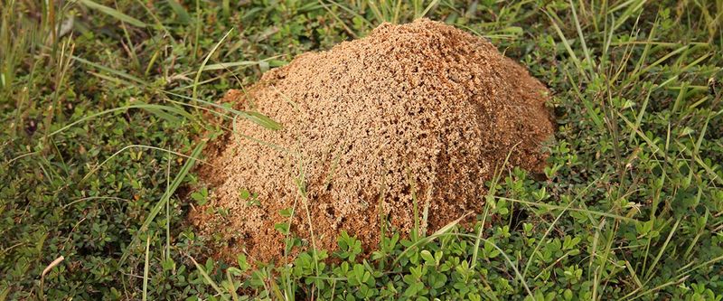 A mound does not map the whole colony