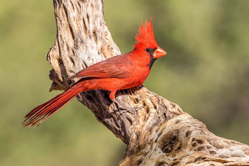 Red plumage depends on food pigments and the bird’s own chemistry