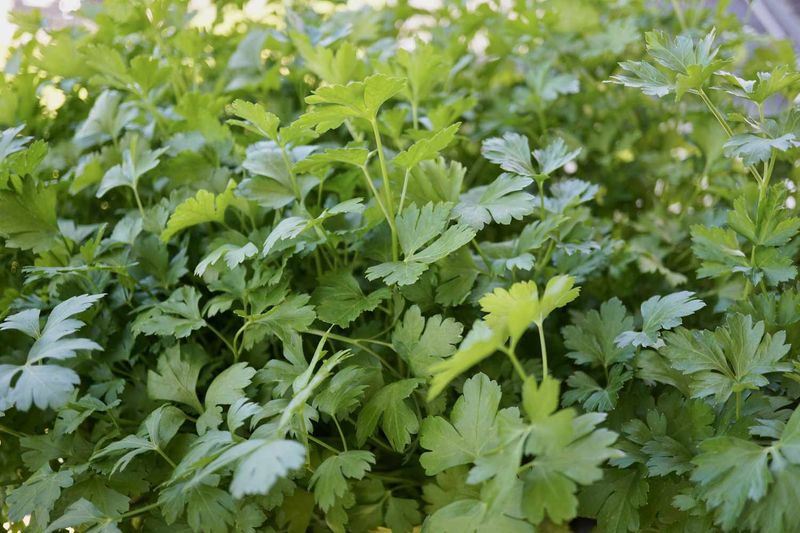 Sage and Parsley