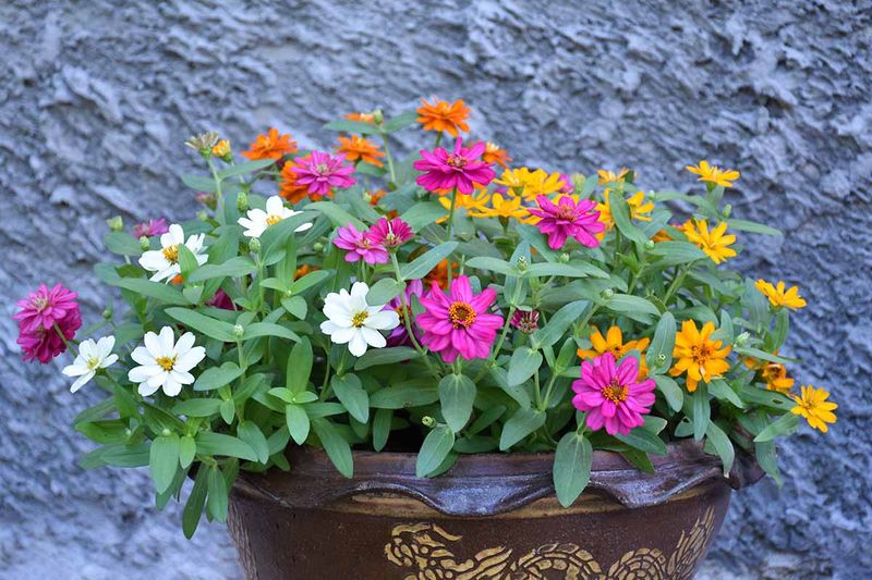 Zinnia