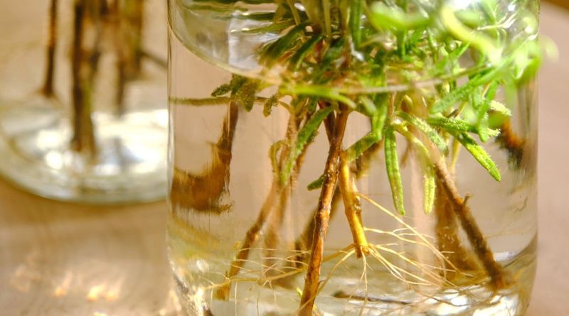 Allow weeks for roots to develop