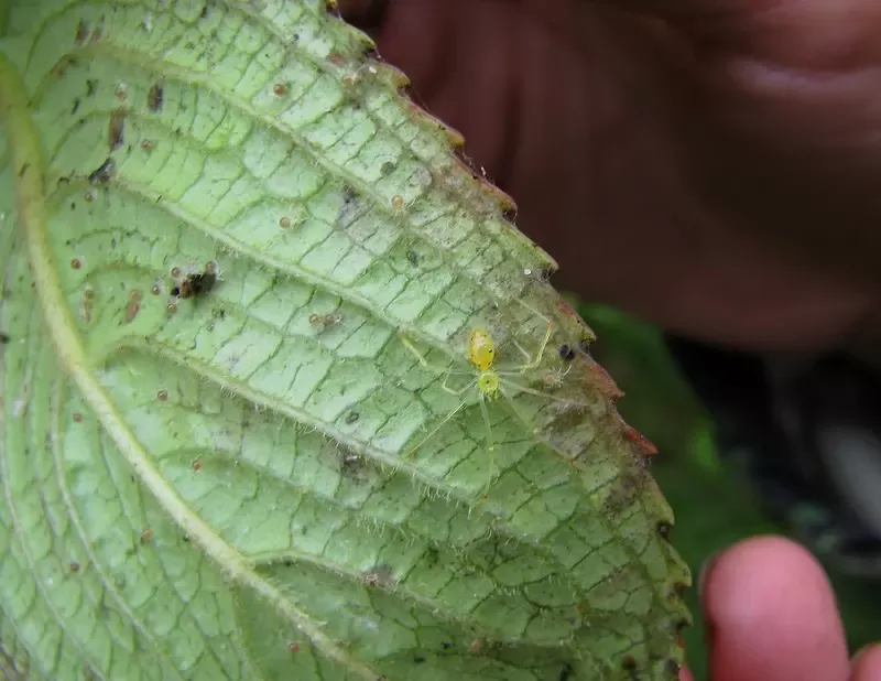Uneven streaking or distortion justifies an insect check