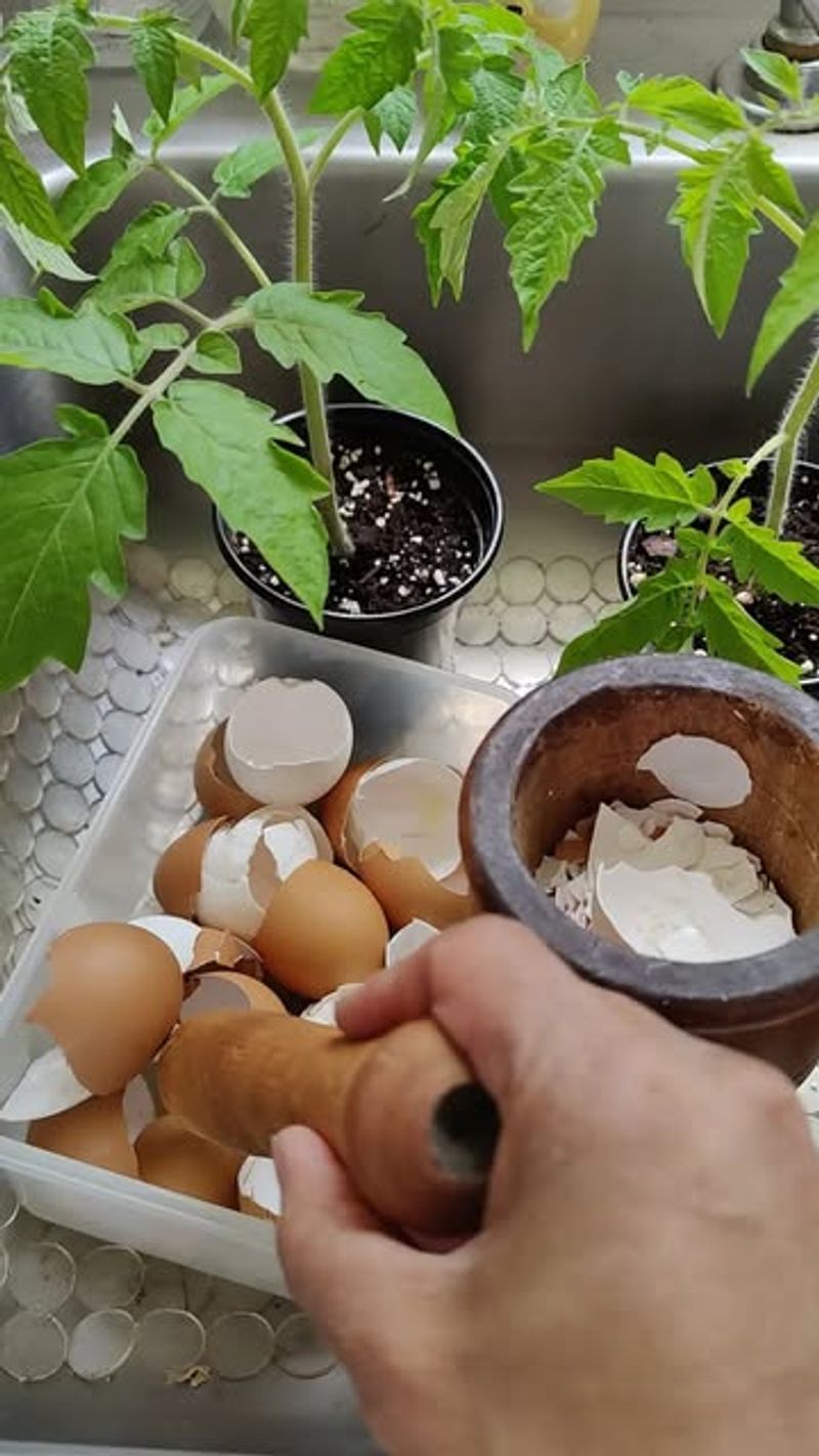 Crushed Eggshells