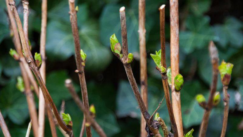 Pruning can remove next year’s flowers