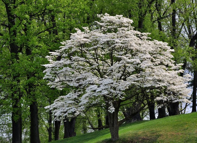 Flowering Dogwood