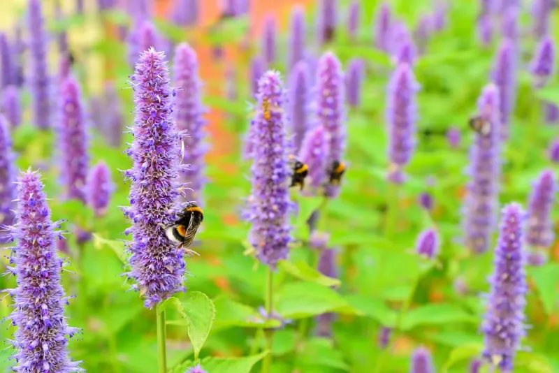 Hummingbird Mint (Agastache)