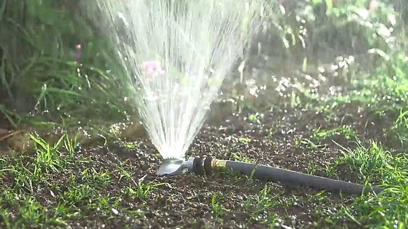 Keep the seedbed moist and check product restrictions