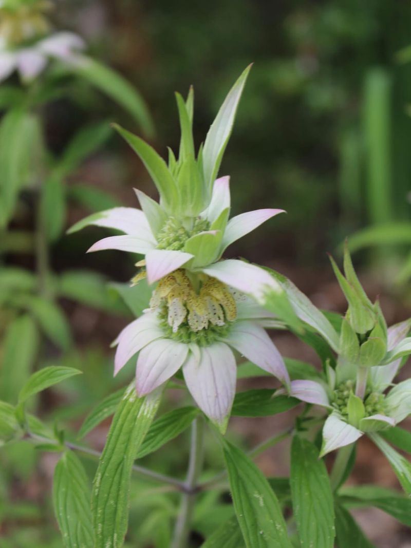Match spotted beebalm to the conditions your yard can provide
