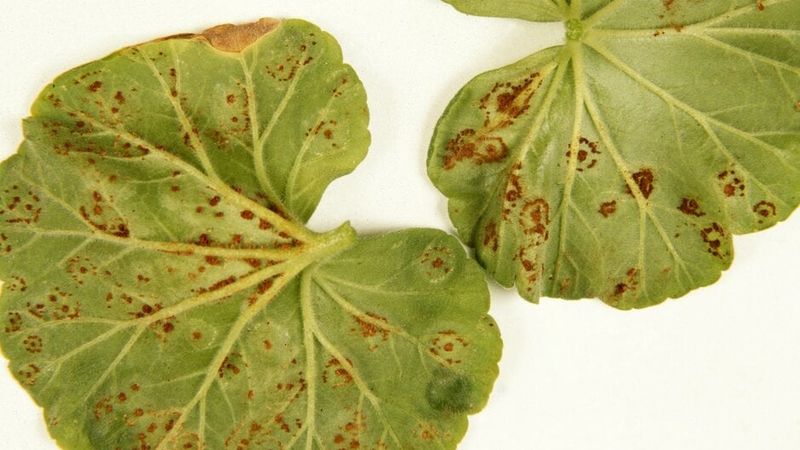 Look for a pattern consistent with fig rust