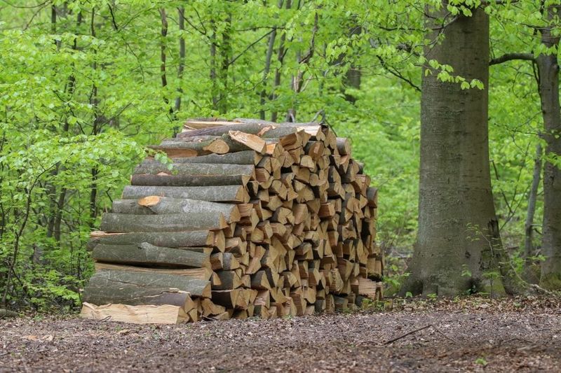 The wood pile can provide cover and thermal shelter