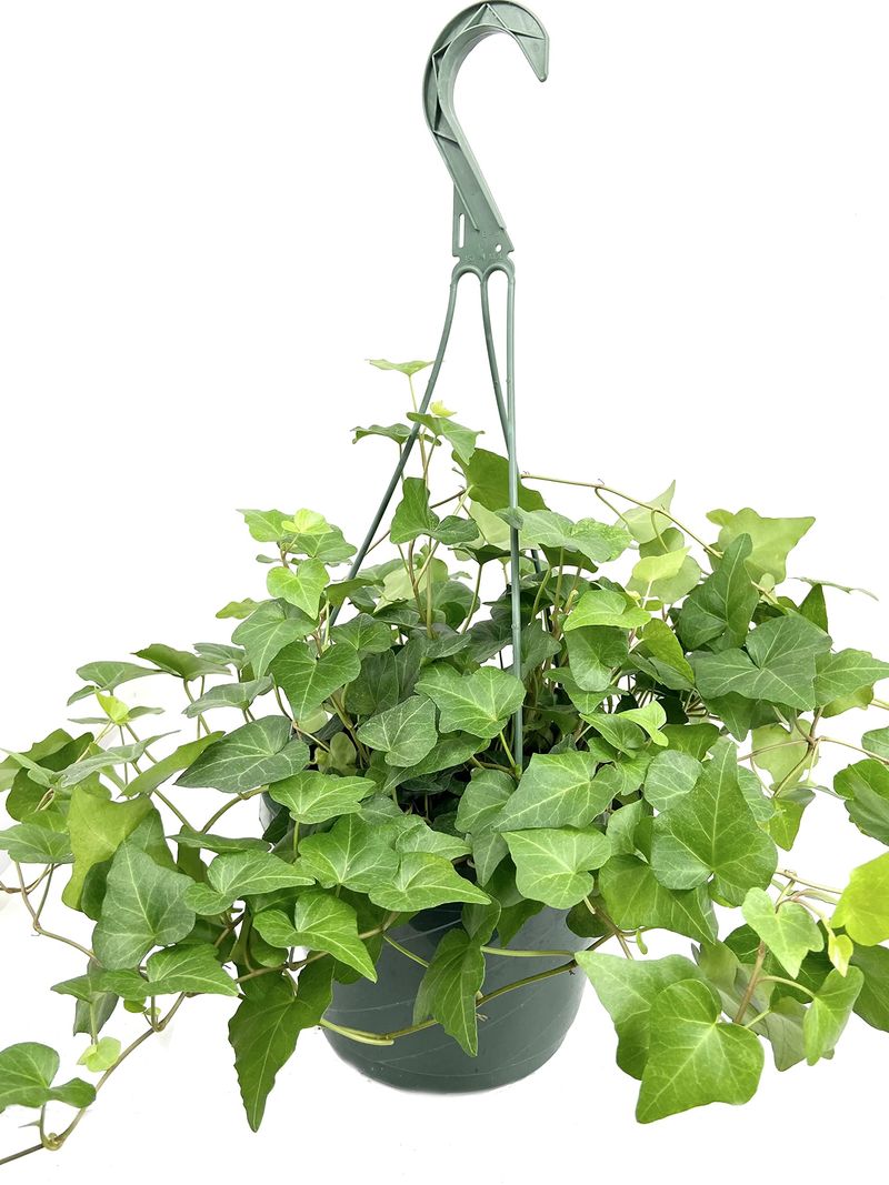 English Ivy (Hedera helix)
