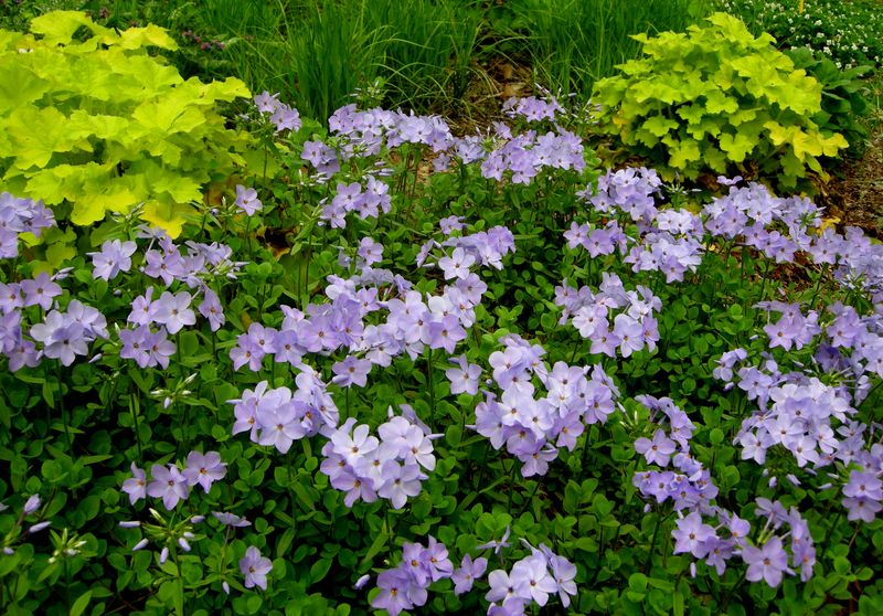 Creeping Phlox (Phlox stolonifera and Phlox subulata)