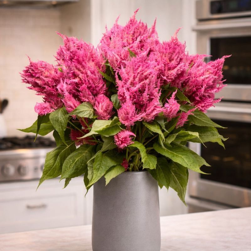 Celosia