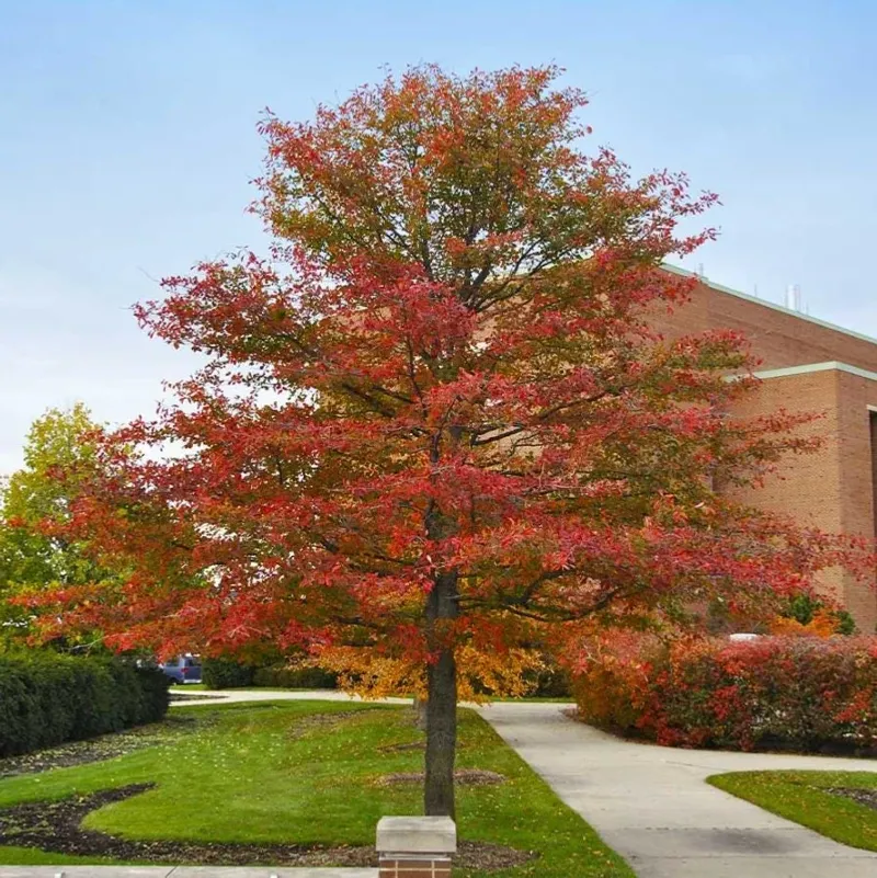 Plant black gum for long-term success