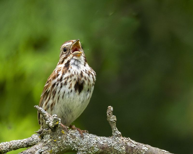 Song Sparrow