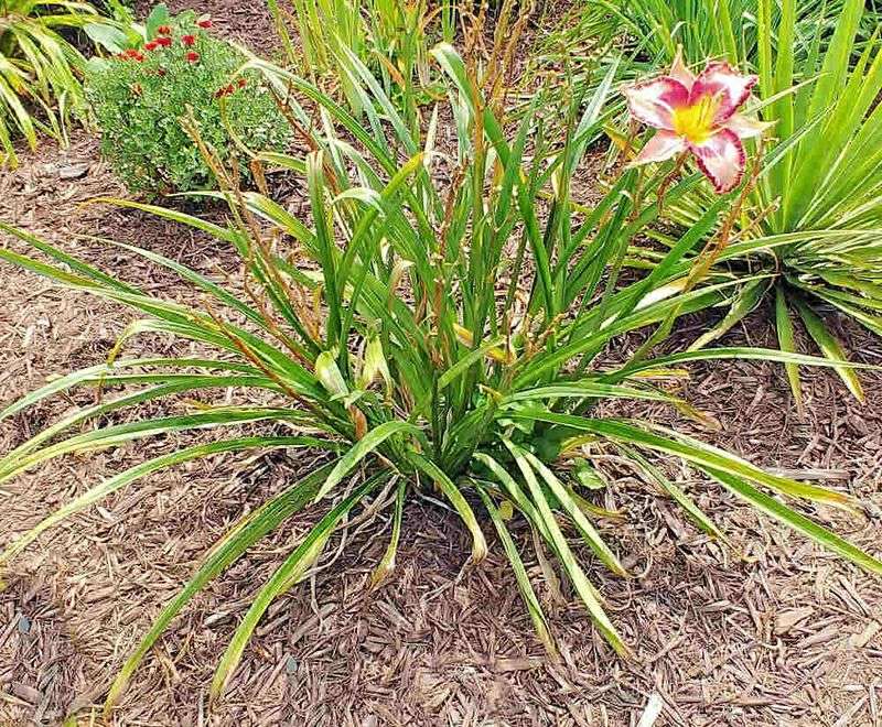 Daylilies