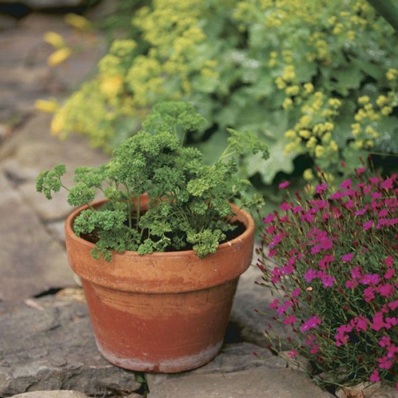 Parsley