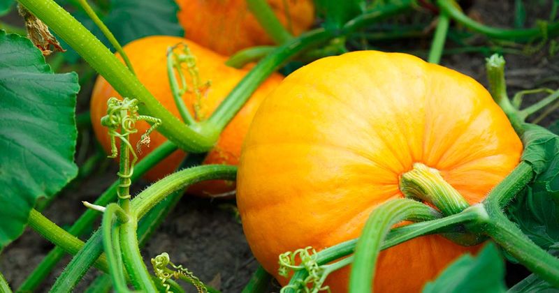Squash, Pumpkins, and Melons