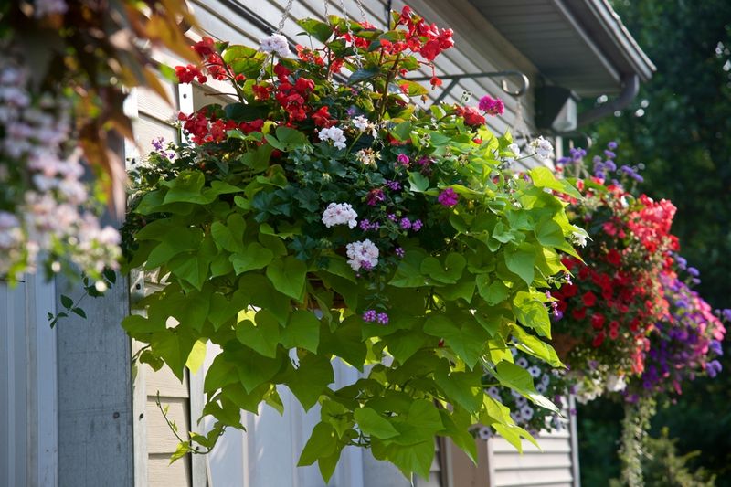 When more water will not fix afternoon wilt