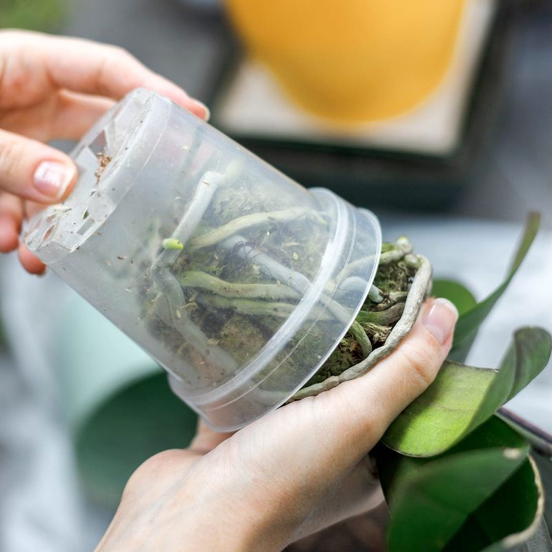 Repot when the plant or medium calls for it