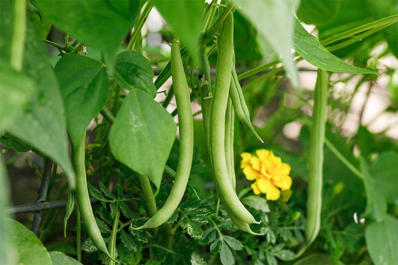 Green Beans