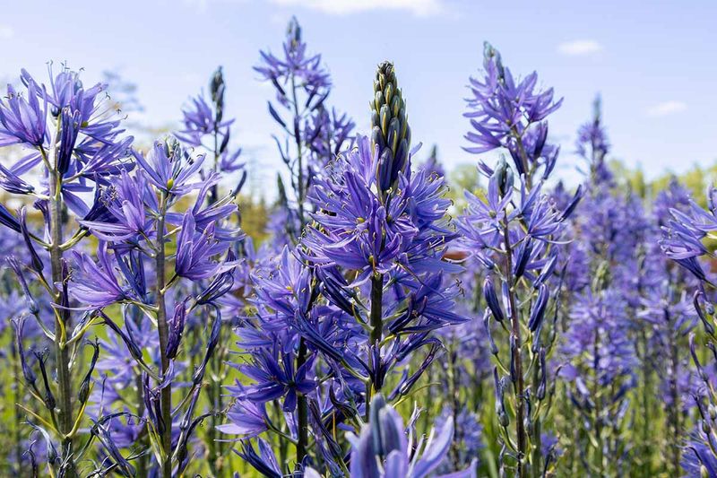 Camassia