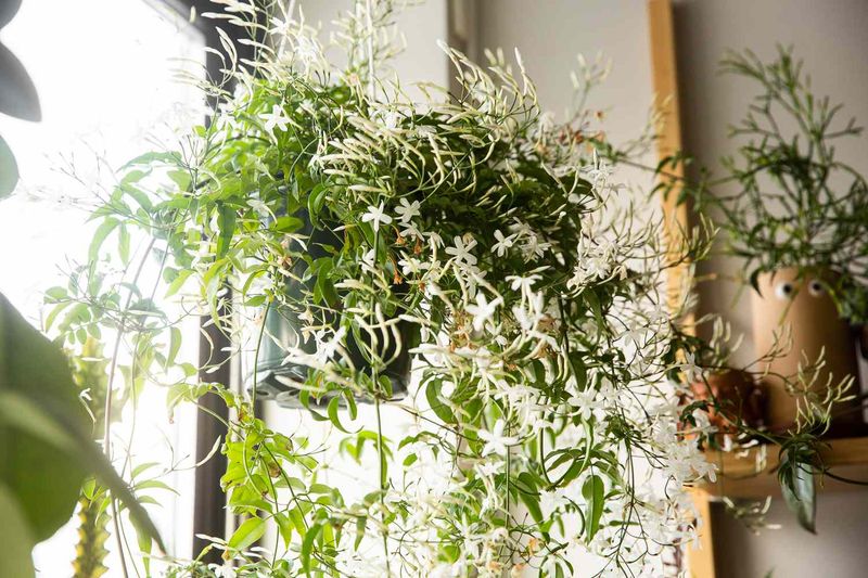 Indoor flowering depends on the plant and its light