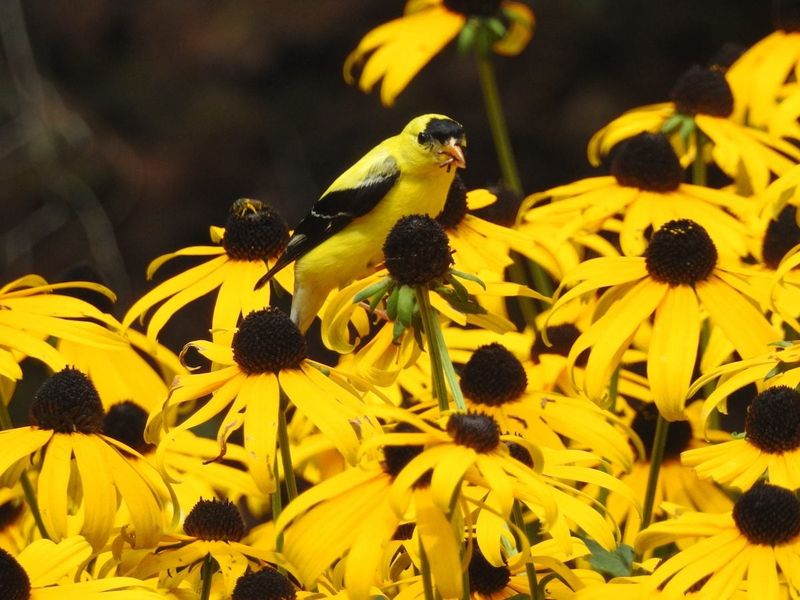 Black-Eyed Susan (Rudbeckia hirta)