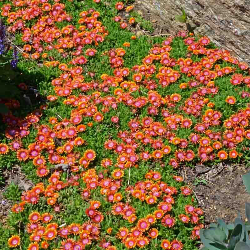 Ice Plant (Delosperma sp.)